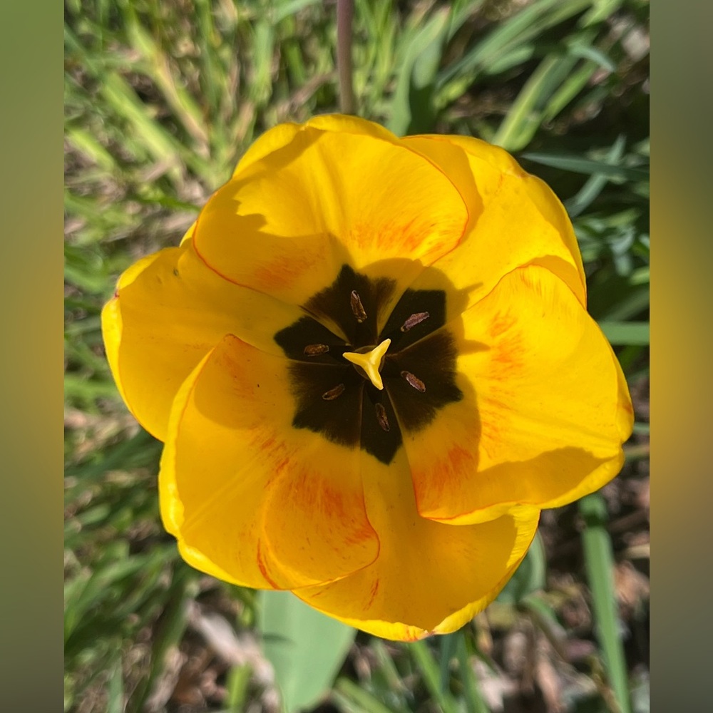 Flowers .